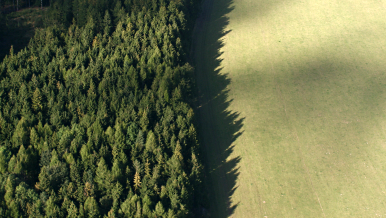 Tendry Lesů ČR budou transparentnější